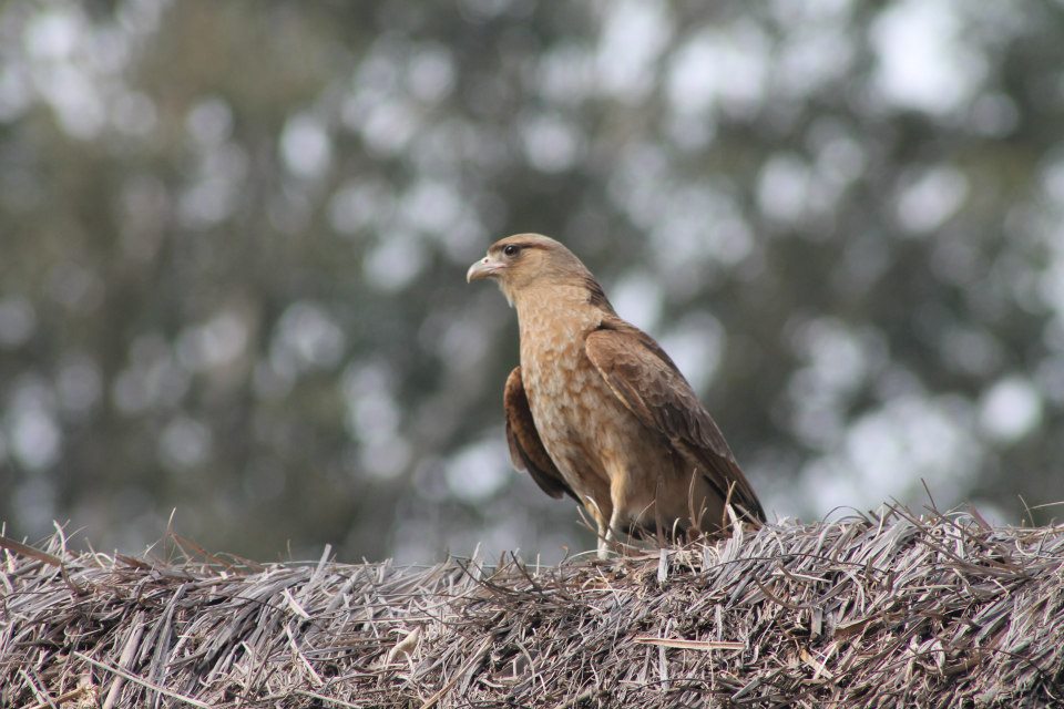 Aguilucho